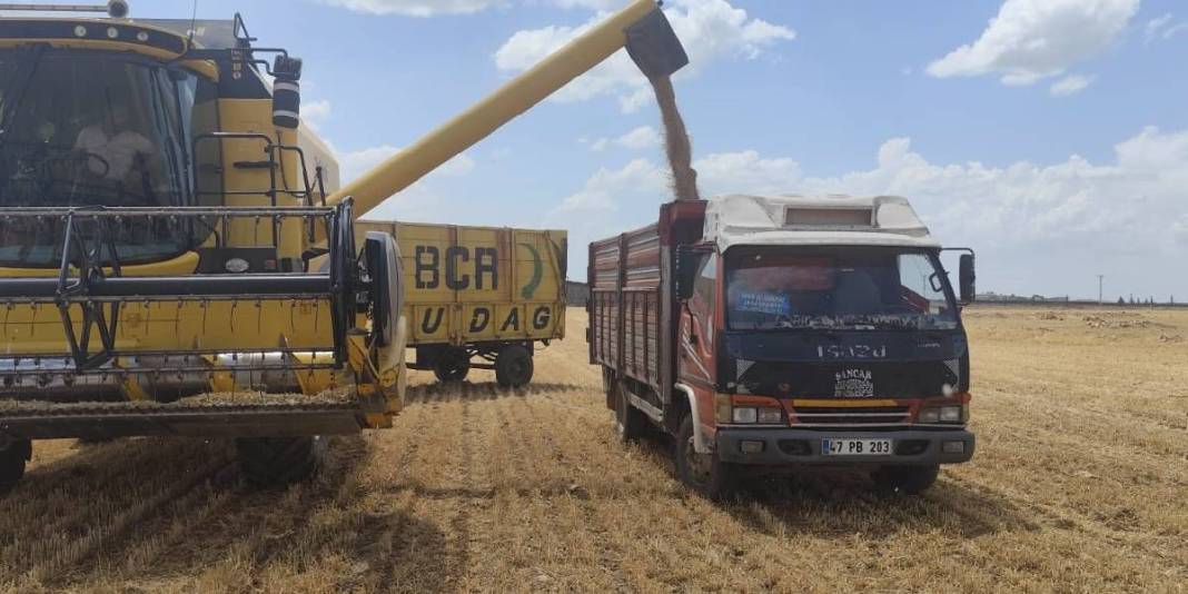 Geçen sene 40, bu sene 6 ton verim elde edildi, durum fiyata yansıdı! Çitçinin yüzü asıldı: Kilosu 17 liradan satıldı 7